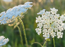 Load image into Gallery viewer, Queen Anne's Lace Moon Necklace (gold)