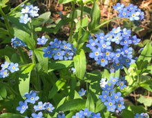 Load image into Gallery viewer, Forget Me Not Hexagon Necklace (gold)