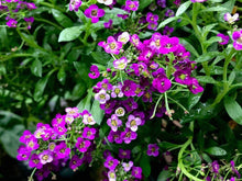 Load image into Gallery viewer, Purple Diamond Necklace (gold)
