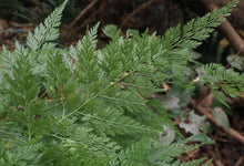 Load image into Gallery viewer, Fern + White Flower Necklace (gold)
